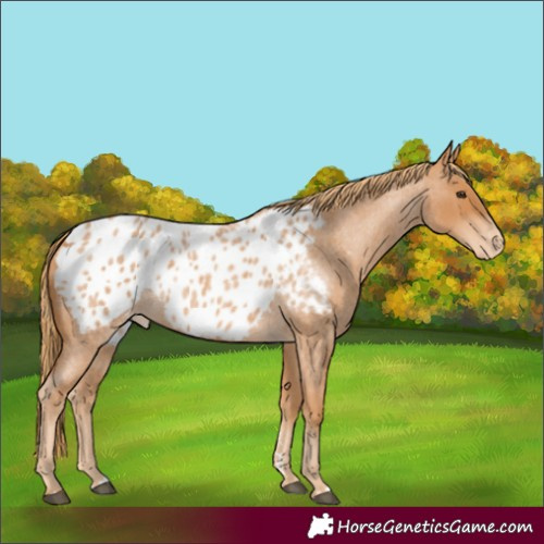 Horse Color:Red Roan Appaloosa 