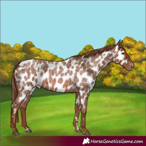 Horse Color:Red Roan Appaloosa