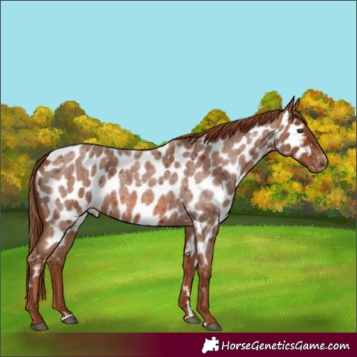 Horse Color:Red Roan Appaloosa 
