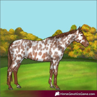Horse Color:Red Roan Appaloosa 