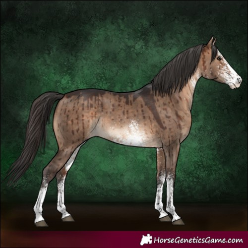Horse Color:White Spotted Brown Dun Rabicano Brindle