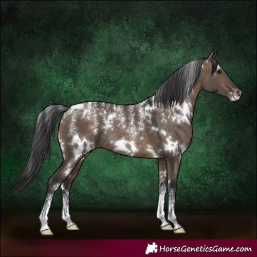 Horse Color:Powder White White Spotted Brown Dun Rabicano