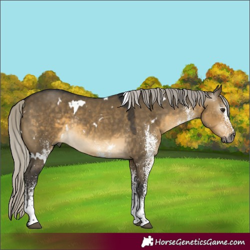 Horse Color:Gray White Spotted Silver Buckskin Dun Rabicano 