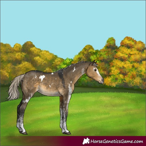 Horse Color:Gray White Spotted Silver Buckskin Dun Rabicano 