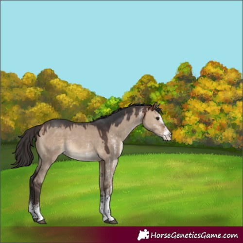 Horse Color:White Spotted Bay Dun Rabicano