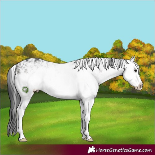 Horse Color:White Spotted Grullo Rabicano 