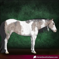 Horse Color:White Spotted Brown Dun Tobiano Rabicano 
