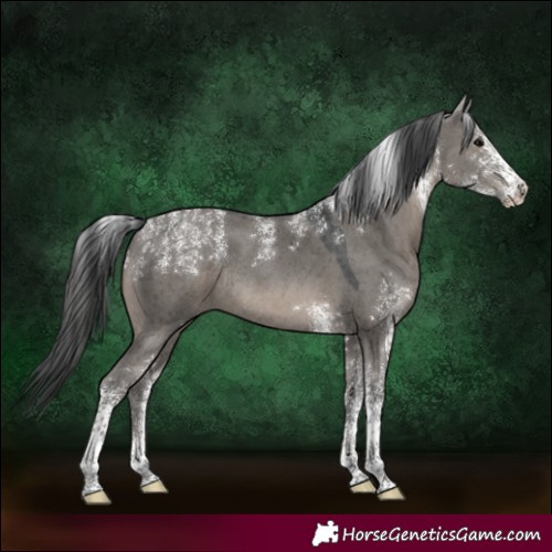 Horse Color:Powder White White Spotted Grullo Rabicano 
