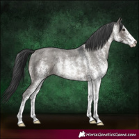 Horse Color:White Spotted Grullo Roan Rabicano 
