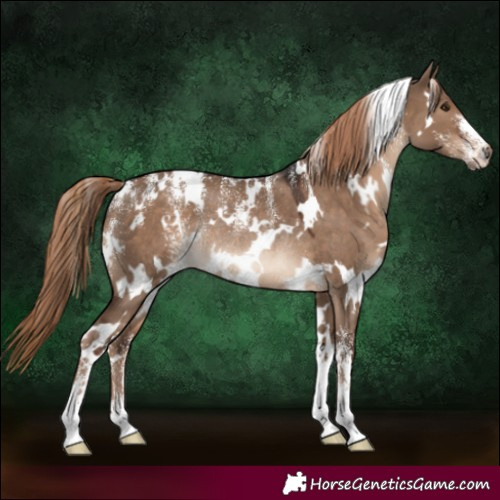 Horse Color:Powder White White Spotted Liver Red Dun Rabicano