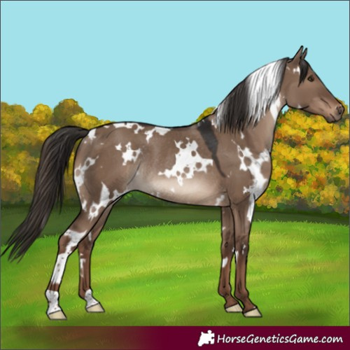 Horse Color:White Spotted Liver Red Dun Rabicano