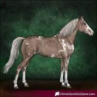 Horse Color:White Spotted Silver Grullo Rabicano Brindle 