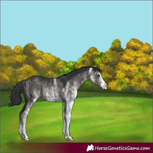 Horse Color:White Spotted Grullo Rabicano Brindle 