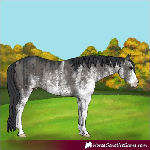 Horse Color:White Spotted Grullo Rabicano Brindle