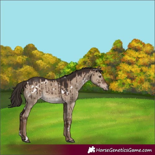 Horse Color:White Spotted Liver Red Dun Rabicano Brindle 