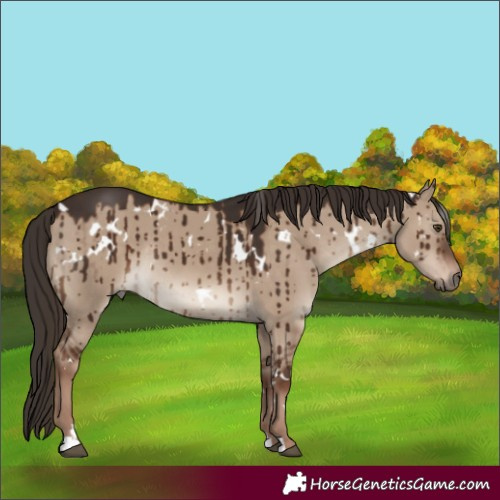 Horse Color:White Spotted Liver Red Dun Rabicano Brindle