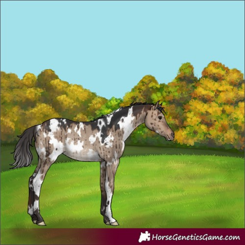 Horse Color:White Spotted Brown Dun Rabicano Brindle 
