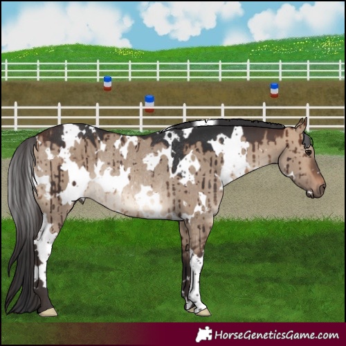 Horse Color:White Spotted Brown Dun Rabicano Brindle
