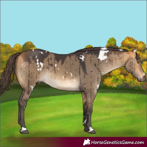 Horse Color:White Spotted Buckskin Dun Rabicano Brindle