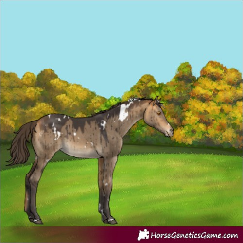 Horse Color:White Spotted Buckskin Dun Rabicano Brindle 
