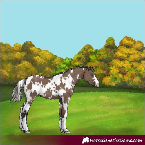 Horse Color:White Spotted Liver Red Dun Mushroom 