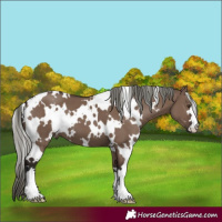 Horse Color:White Spotted Liver Red Dun Mushroom 