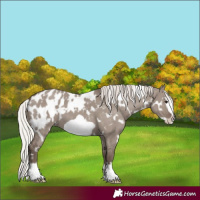 Horse Color:White Spotted Silver Grullo Mushroom Frame Appaloosa