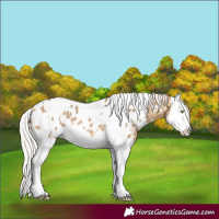 Horse Color:White Spotted Silver Buckskin Dun Mushroom Splash Appaloosa