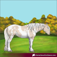 Horse Color:White Spotted Cremello Tobiano Appaloosa