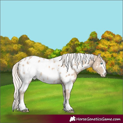 Horse Color:White Spotted Cremello Mushroom Appaloosa 