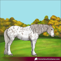 Horse Color:Silver Grullo Mushroom Sabino Appaloosa