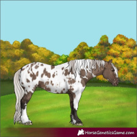 Horse Color:White Spotted Silver Brown Dun Appaloosa