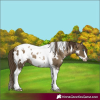 Horse Color:Gray White Spotted Smoky Black Pearl Mushroom Tobiano Frame Appaloosa 