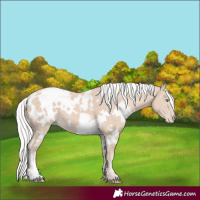 Horse Color:White Spotted Silver Smoky Creme Appaloosa 