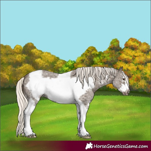 Horse Color:Silver Smoky Black Mushroom Sabino Tobiano Frame Appaloosa