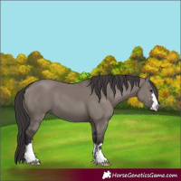 Horse Color:Smoky Grullo Mushroom 
