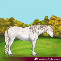 Horse Color:Smoky Creme Mushroom Sabino Appaloosa