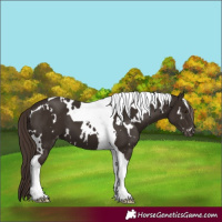Horse Color:White Spotted Liver Chestnut Tobiano Appaloosa 