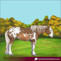Horse Color:White Spotted Chocolate Palomino Splash Blanket 