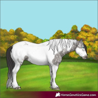 Horse Color:Smoky Grullo Ice Mushroom Tobiano Frame