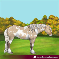 Horse Color:White Spotted Silver Buckskin Dun