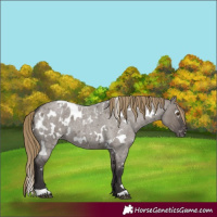 Horse Color:White Spotted Smoky Grullo Roan Mushroom Appaloosa 