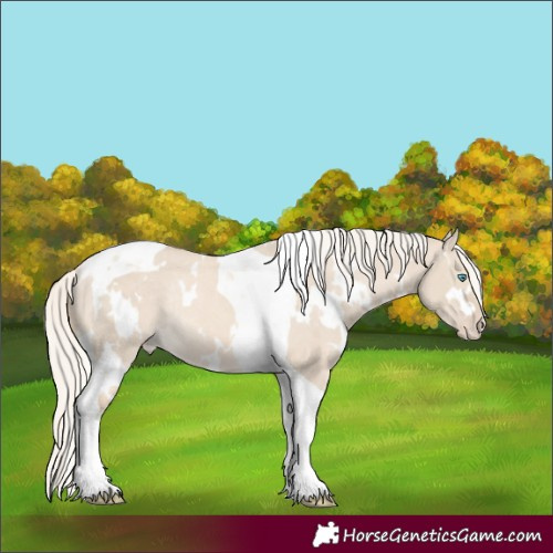 Horse Color:White Spotted Cremello Dun Mushroom Tobiano Appaloosa Rabicano 