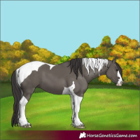 Horse Color:Smoky Grullo Tobiano 