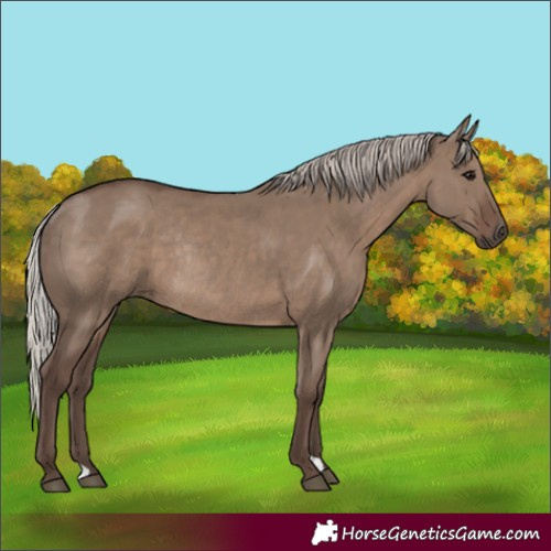 Horse Color:Silver Grullo Rabicano 