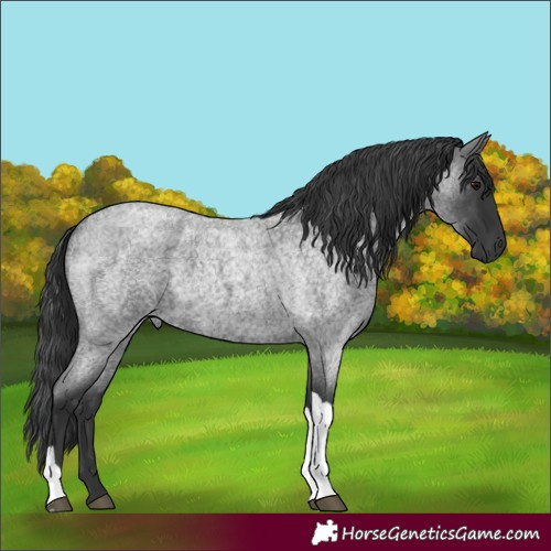 Horse Color:Blue Roan Tobiano