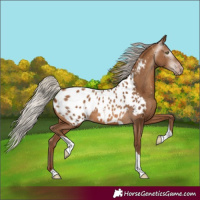 Horse Color:Gray Silver Amber Champagne Tobiano Near Leopard