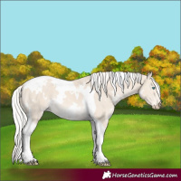 Horse Color:White Spotted Cremello Tobiano