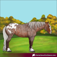 Horse Color:Silver Brown Roan Appaloosa