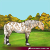 Horse Color:White Spotted Silver Buckskin Dun Appaloosa